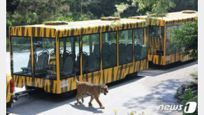 사파리 트램에 사자 부딪혀 ‘와장창’…22일 운행 안한다