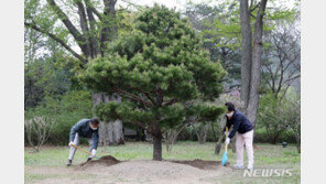 국립수목원에 금강송 심은 文…盧 식수목 보며 “많이 자랐다”