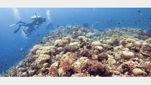 에메랄드빛 바다와 맹그로브 숲… 열대의 비경 다시 열렸다[전승훈 기자의 아트로드]