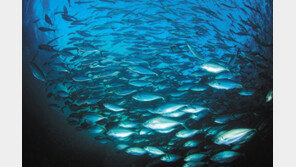 2050년 ‘해양플라스틱 쓰레기 제로’ 노력