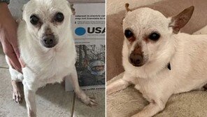 올해 세계 최고령 강아지 21살 美치와와 ‘토비키스’의 장수 비결은?