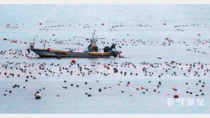 기장미역 따는 어민들