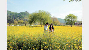 옥천군 금암친수공원에 유채꽃 만발