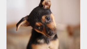 반려동물 굶겨 죽이면 내년부터 최대 징역 3년