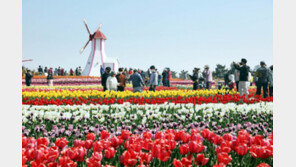 튤립축제 취소에도 임자도, 관광객 북적…4월 한달 10만명 찾아