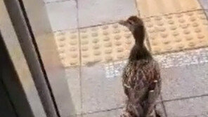 지하철에 나타난 오리 가족, 엘리베이터 태워 구조 [청계천 옆 사진관]