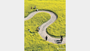 [고양이 눈]유채꽃 길