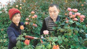 강진군 “청자골 장미 향기에 빠져보세요”