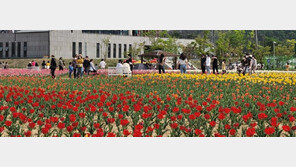 ‘인증샷’ 부르는 튤립