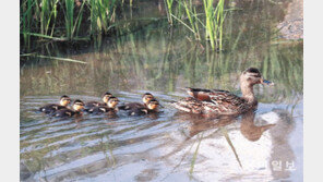 봄 나들이? 초여름 더위 나기?… 어쨌든 신난 오리떼