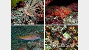 울릉도 바다가 변했다…‘난류어’ 색동놀래기 등 49종 첫 발견