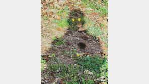 [고양이 눈]자화상