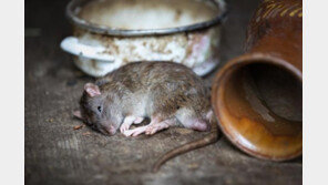 “생쥐의 동물권도 보호해야 한다”… 英, 접착제 쥐덫 금지법 통과