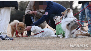 “개 품종별 특성보다 개체별 차이가 더 크다”