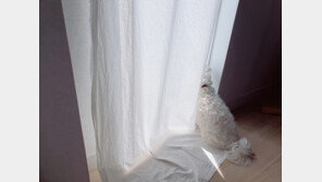 “말티즈는 잘 짖고, 골든리트리버는 애들과 잘 논다? 모두 편견”