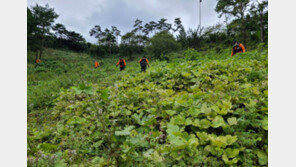 산나물 캐러 나갔다가 실종 60대…이틀 만에 숨진 채 발견