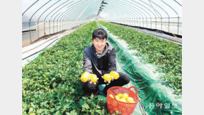 홀대받던 ‘꼬마참외’ 대형마트 만나 ‘귀한 몸’… 싱글족에 불티 