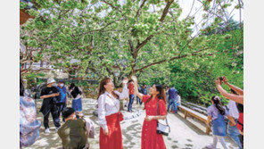 개심사 ‘청벚꽃 단지’ 서산 곳곳에서 만난다