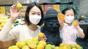 “올해 첫 수확한 하우스 감귤 맛보세요”