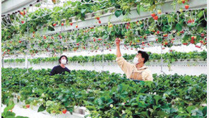 관리법부터 재배품목까지… “청년 부농의 꿈 스마트팜으로 이루세요” 