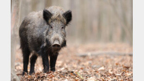 “대대장님 멧돼지에 돌 던지고 혼자 줄행랑”…軍 “일부 사실 아냐” 