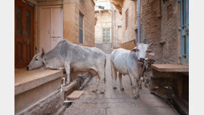 소 죽였다고…인도서 남성 2명, 20명 군중에 맞아 사망