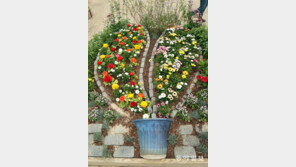 [고양이 눈]쌍떡잎 화분