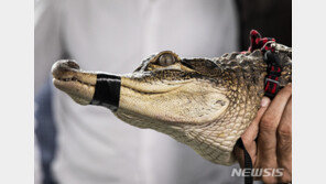 집 앞에 산책 나갔다 악어 꼬리에 휘감긴 美여성, 어떻게 살았나?