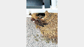 [고양이 눈]제비집에 둥지 튼 참새