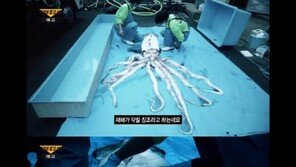 20배 큰 대왕 오징어 발견…日 후지산 폭발 징조인가