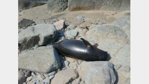 여수 해안가서 상괭이 사체 잇따라 발견