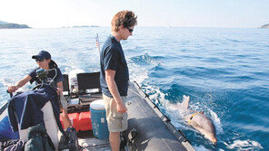 첨단 장비 초월하는 음파 탐지력… 전쟁까지 투입되는 돌고래