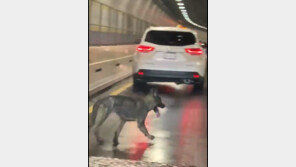 실종된 뉴욕 강아지, 홀로 5㎞ 넘는 강 헤엄쳐 뉴저지서 발견