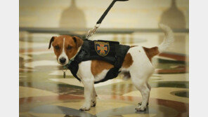 “200개 넘는 지뢰 탐지”…훈장 받은 우크라 군견 ‘패트론’(영상)