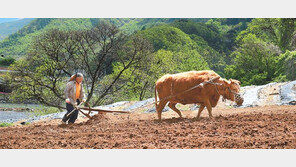 추억의 ‘소가 밭 가는 풍경’