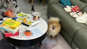 中 봉쇄령에 발 묶인 부모…13세 소년, 66일간 ‘나홀로 집에’