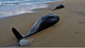우크라 전쟁 이후 흑해 돌고래 사망 급증…‘수중 소음’ 원인 추정