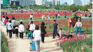울산에 만발한 봄… 코로나 이후 3년 만에 봄꽃 축제 재개