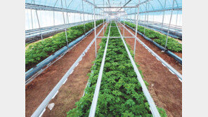 3000만원 투자로 연 20% 고수익… 잎새산삼 직영농장 특별분양