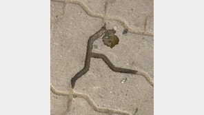 [고양이 눈]힘내요