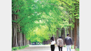 관광객 유혹하는 ‘담양 메타세쿼이아길’