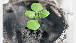 달에서 가져온 흙으로 ‘새싹’ 틔웠다 