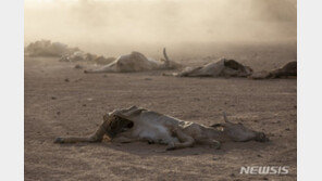 유엔, ‘아프리카의 뿔’ 지역에 40년만에 최악의 가뭄 경고