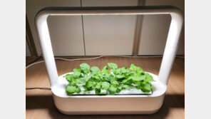 내 책상 위 ‘디지털 텃밭’에서 루꼴라를 키워봤습니다