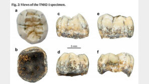 라오스 동굴서 발견된 이빨…13만년전 고대 인류로 추정