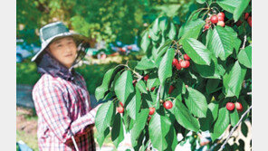 수확 앞두고 주렁주렁 열린 체리