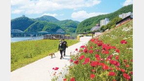 단양 남한강변 들꽃 만발
