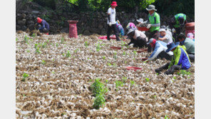 ‘역대 최고가’ 제주 마늘 도둑 우려…경찰, 특별방범활동
