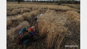 세계 식량위기 돕겠다던 인도, 밀 수출 제한 유턴 왜?