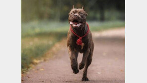 맹견, 태안 아파트 광장서 7세 아이·엄마 공격…안면부 등 크게 다쳐
